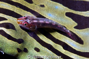 Whip coral goby on Giant clam, Bida Nok Bay by Tobias Reitmayr 